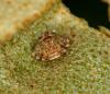 Issus coleoptratus